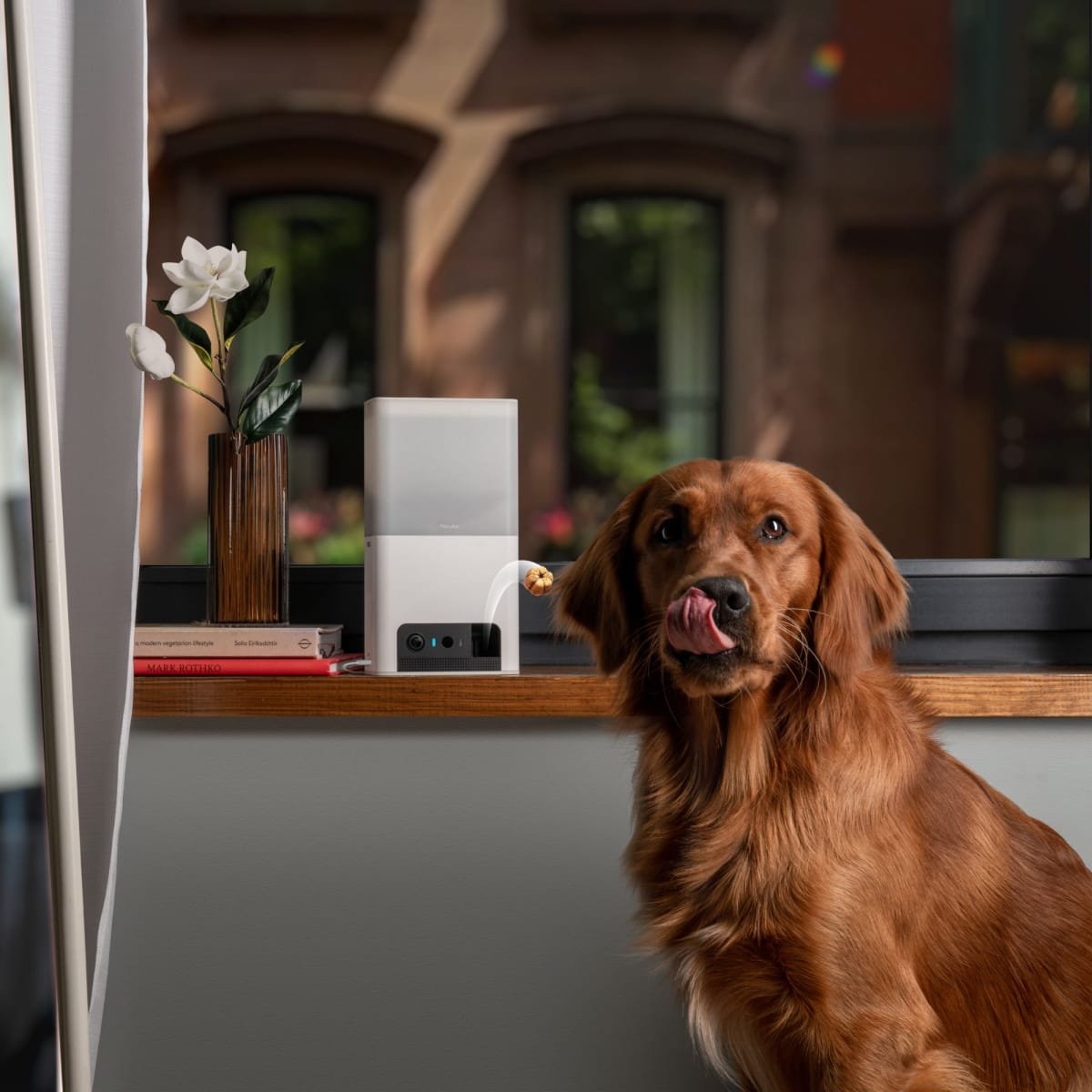 Petcube bites monitoring camera and treat dispenser with a golden retriever dog indoors
