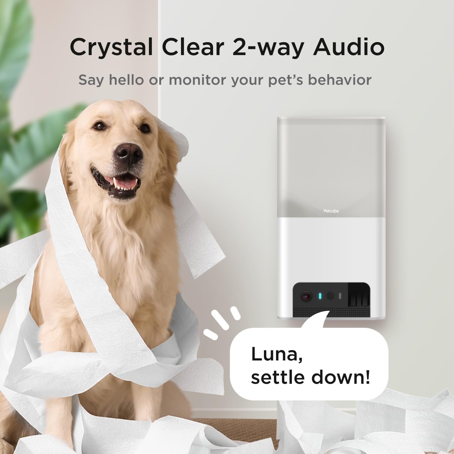 Petcube Bites monitoring camera and treat dispenser mounted on wall next to playful dog