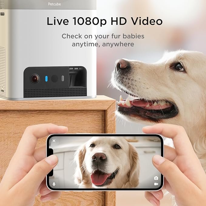 PETCUBE Bites Monitoring Camera & Treat Dispenser showing 1080p live video of a golden retriever dog on smartphone screen